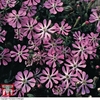 Silene colorata 
