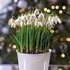 Single Snowdrops - Gift