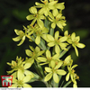 Sisyrinchium palmifolium 