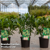 Skimmia confusa 