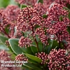Skimmia jap. 