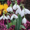 Snowdrop (Giant)