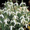 Snowdrops in the Green - 50 bulbs