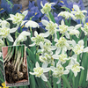 Snowdrops in the Green (Double Flowered)
