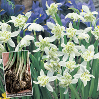 Snowdrops in the Green (Double Flowered)
