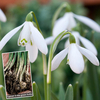 Snowdrops in the Green