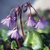 Soldanella montana - 1 soldanella plant in 9cm pot