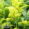 Solidago canadensis 