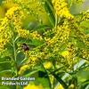 Solidago 
