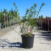 Sophora microphylla 
