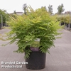 Sorbaria sorbifolia 