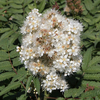 Sorbaria sorbifolia 