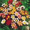 Sparaxis Mixed - 150 bulbs