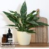 Spathiphyllum 
