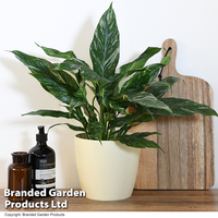 Spathiphyllum 