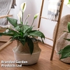 Spathiphyllum 