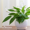 Spathiphyllum 