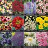 Spectacular Perennials Collection - 144 plug plants - 12 of each variety