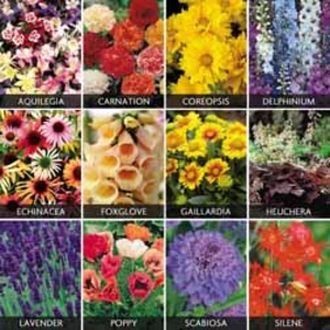 Spectacular Perennials Collection - 72 bareroot plants - 6 of each variety