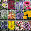 Spectacular Perennials Collection - 72 perennial plug plants - 6 of each variety