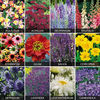 Spectacular Perennials Collection - 72 plug tray plants - 6 of each variety