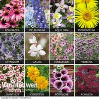 Spectacular Perennials Collection