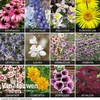 Spectacular Perennials Collection