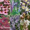 Spectacular Perennials Collection