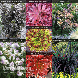 Spicy Shrub Collection