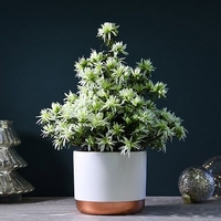Spider Azalea Magisnow ?Winter Beauty? (House Plant) - Gift