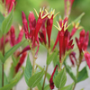 Spigelia marilandica