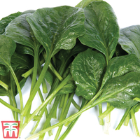 Spinach 