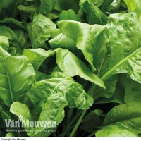 Spinach 