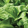 Spinach 
