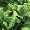 Spinach 