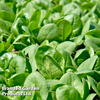 Spinach 