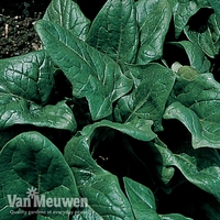 Spinach 