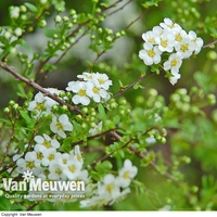 Spiraea 