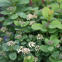 Spiraea betulifolia 