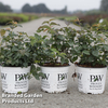 Spiraea japonica 