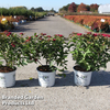 Spiraea japonica 