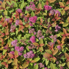 Spiraea japonica 