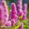 Spiraea x billardii