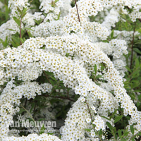 Spiraea x cinerea 