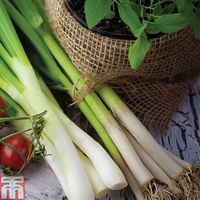 Spring Onion 