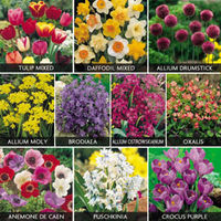 Spring Value Bulbs Collection - 400 bulbs
