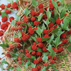 Strawberry Sticks - 72 plugtray plants