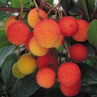 Strawberry Tree - 1 strawberry plant in 9cm pot