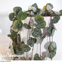 String of Hearts (House Plant)