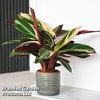Stromanthe sanguinea 